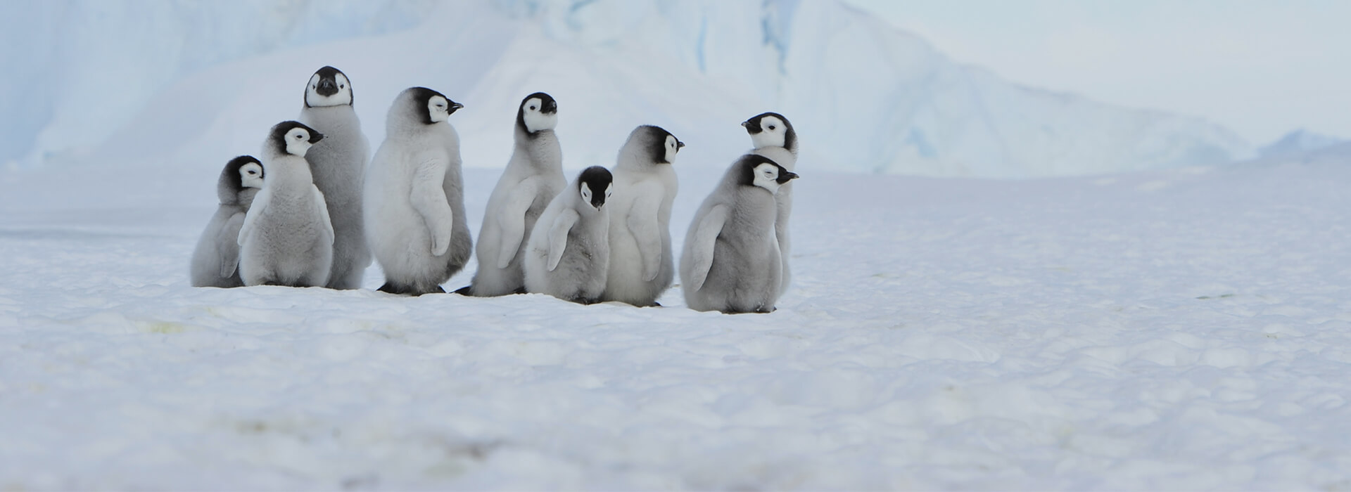 Antarctique