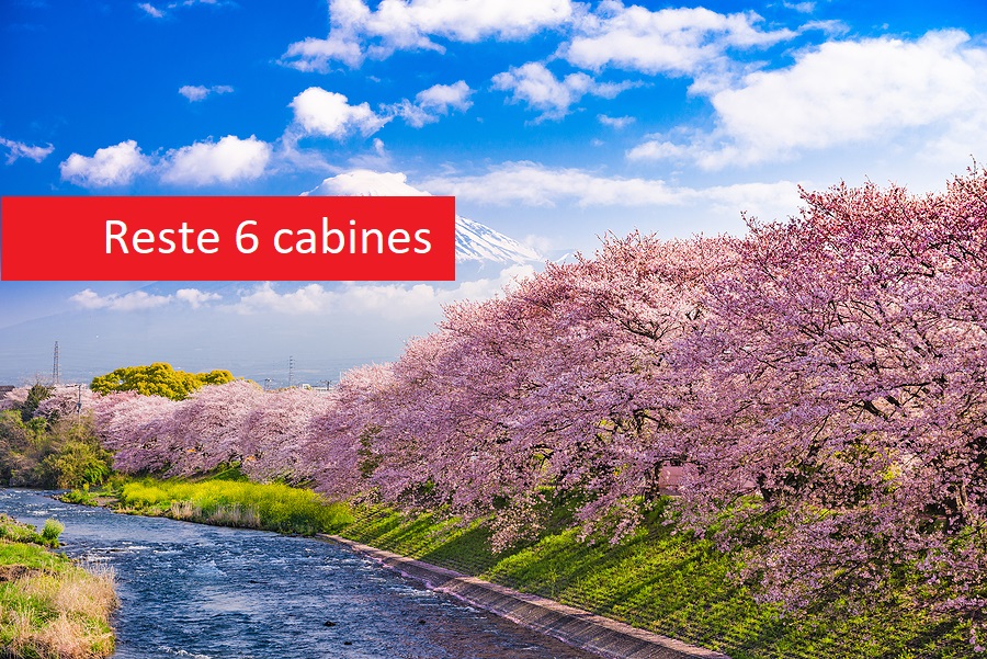 Le Japon et ses jardins fleuris (cerisiers, glycines et azalées) en croisière et circuit