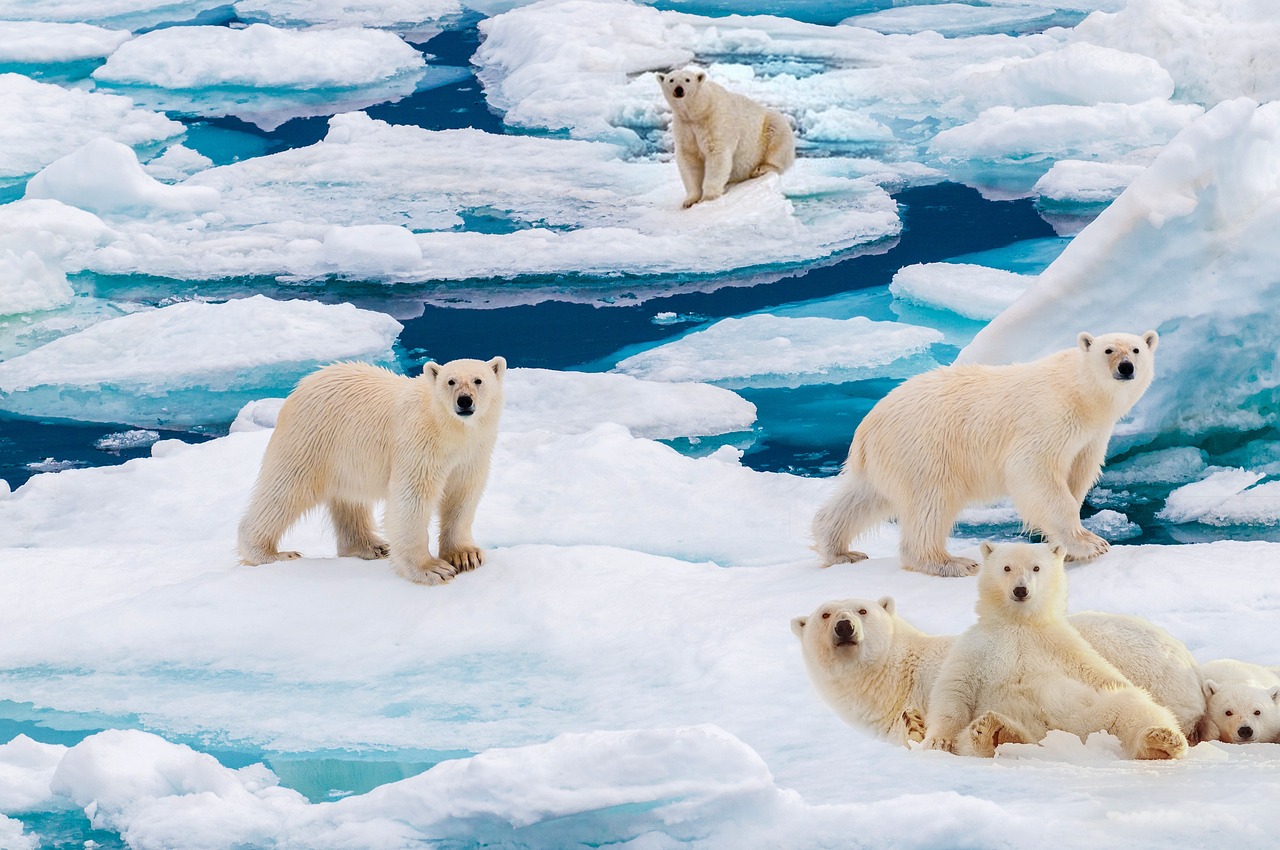 Croisière au Pôle Nord - À bord du luxueux brise-glace de Ponant, Le Commandant Charcot